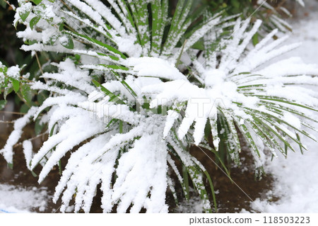 Snow-covered palm leaves 118503223
