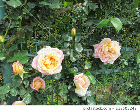 My favorite rose 118503242