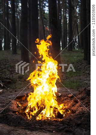 Amazing fire in the forest against a trees background. Bonfire in the forest. Orange flame of a fire Amazing fire in the forest against a trees background. Bonfire in the forest. Orange flame of a fire 118503606