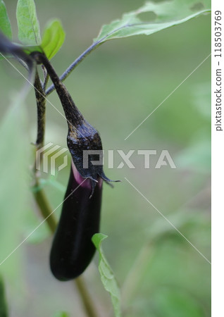 茄子栽培1 118503769