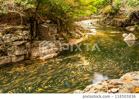 Autumn in Okutsu Valley: Fallen leaves flowing 3, Kagamino-cho, Tomata-gun, Okayama Prefecture Autumn in Okutsu Valley: Fallen leaves flowing 3, Kagamino-cho, Tomata-gun, Okayama Prefecture 118503836