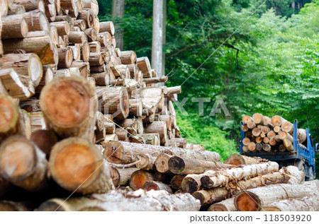 裝運前累積的用於生物質發電和卡車的稀疏木材 裝運前累積的用於生物質發電和卡車的稀疏木材 118503920