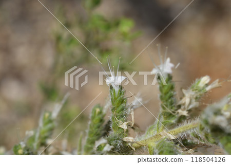 Italian bugloss 118504126