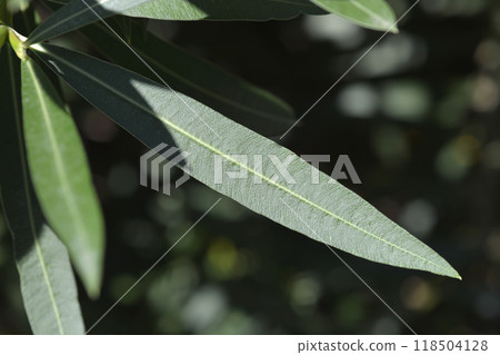 Common oleander 118504128