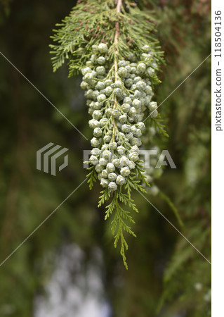 False cypress 118504136