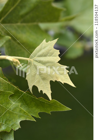 London plane London plane 118504137