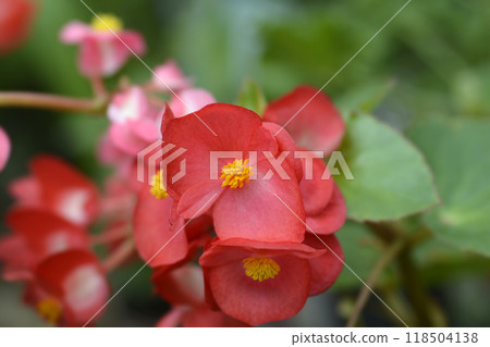 Dragon Wing Red begonia 118504138