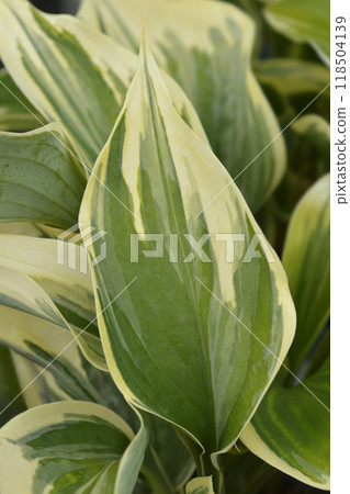 Hosta Broadway 118504139