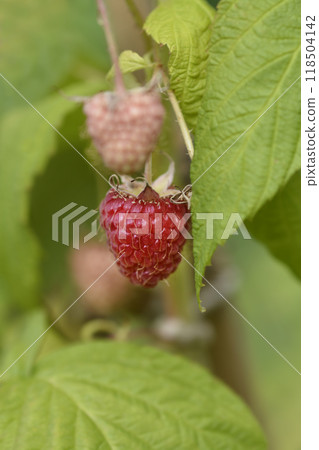 European red Raspberry European red Raspberry 118504142