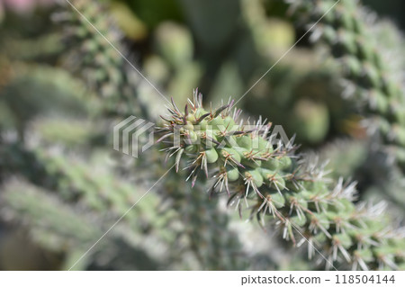 Cane cholla 118504144