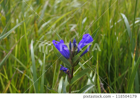 Oyama gentian Oyama gentian 118504179