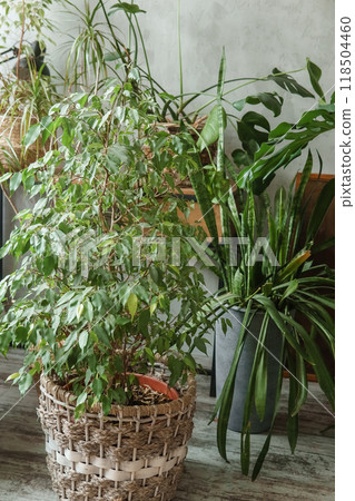 A fragment of the interior with a variety of indoor plants and plaster sculptures. Urban jungle concept. Biophilia design. A fragment of the interior with a variety of indoor plants and plaster sculptures. Urban jungle concept. Biophilia design. 118504460