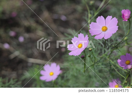 在秋風中綻放 118504575