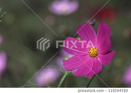 Bloom in the autumn wind 118504580