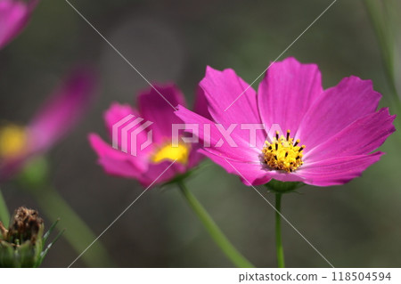 Bloom in the autumn wind Bloom in the autumn wind 118504594