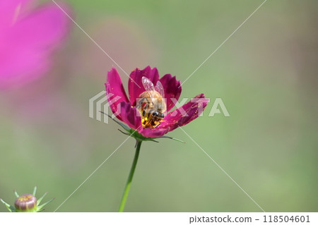 Bloom in the autumn wind Bloom in the autumn wind 118504601