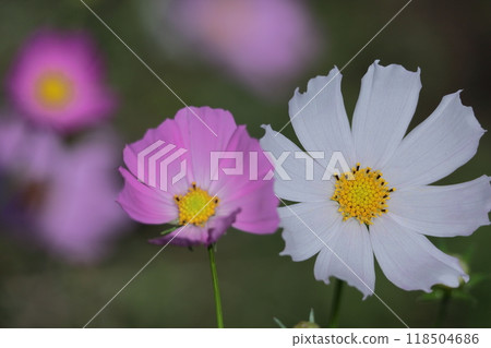 Bloom in the autumn wind Bloom in the autumn wind 118504686