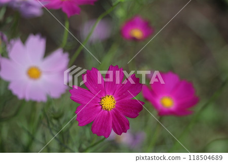 Bloom in the autumn wind Bloom in the autumn wind 118504689