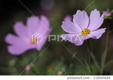 Bloom in the autumn wind Bloom in the autumn wind 118504698