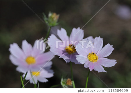 Bloom in the autumn wind Bloom in the autumn wind 118504699