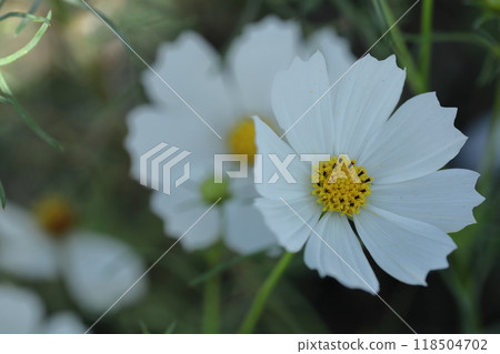 Bloom in the autumn wind Bloom in the autumn wind 118504702