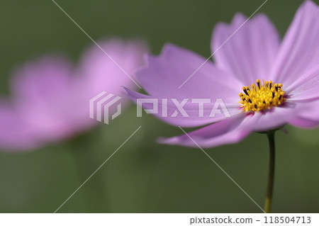 Bloom in the autumn wind 118504713