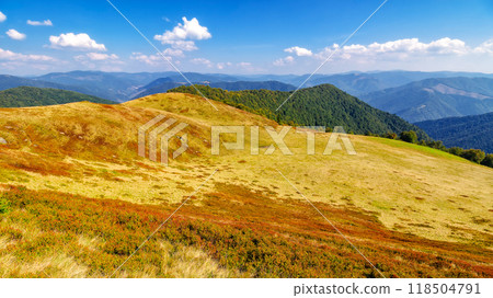 grassy meadow with forest on the hill. carpathian mountain landscape on a sunny day in autumn. distant ridge beneath a sky with clouds. scenery at high noon grassy meadow with forest on the hill. carpathian mountain landscape on a sunny day in autumn. distant ridge beneath a sky with clouds. scenery at high noon 118504791