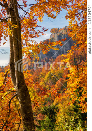 colorful foliage on the branch in autumn forest. closeup nature background. sunny day 118504794