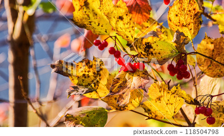 colorful foliage on the branch in autumn forest. closeup nature background. sunny day colorful foliage on the branch in autumn forest. closeup nature background. sunny day 118504798