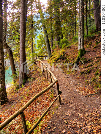fir trees near trail between hillsides and conifer forest. path through carpathian woods of synevyr national park. tourism and hiking autumn background 118504802