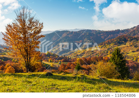 sunny autumn day in mountains. wonderful views of carpathian rural landscape. trees in colorful foliage and grassy meadow on the hillside. ridge in the distance beneath a blue sky with clouds sunny autumn day in mountains. wonderful views of carpathian rural landscape. trees in colorful foliage and grassy meadow on the hillside. ridge in the distance beneath a blue sky with clouds 118504806