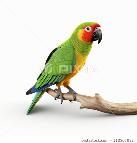 Green parrot isolated on white background. A large exotic bird. 118505052