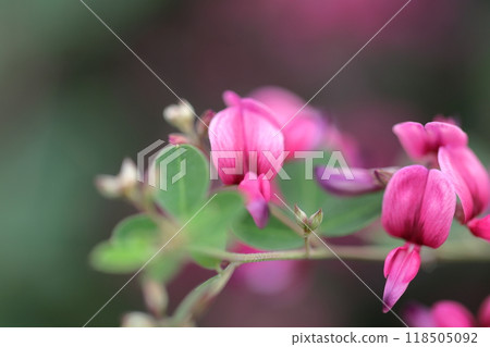 Flowers for the harvest moon 118505092