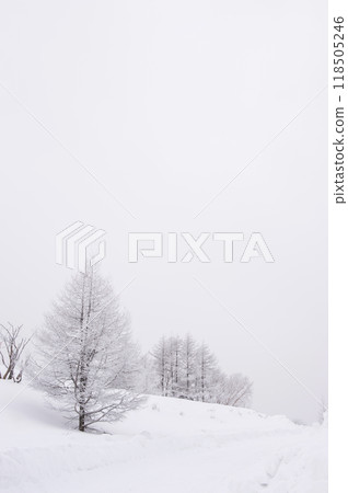 Larch trees and snow-covered roads in the harsh winter (vertical) 118505246
