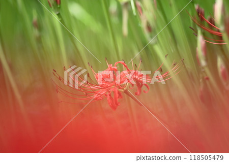 激情花 118505479