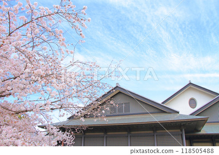 Nagoya Noh Theatre and cherry blossoms in full bloom, Nagoya, Aichi Prefecture 118505488