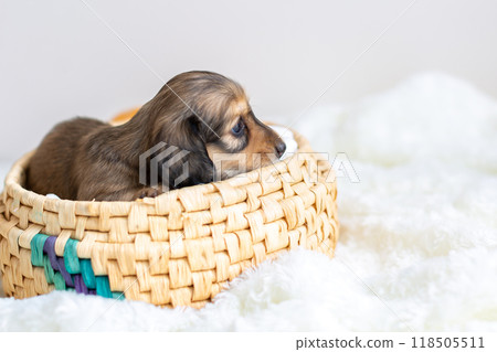 Caninhen 臘腸犬小狗關在籠子裡 118505511