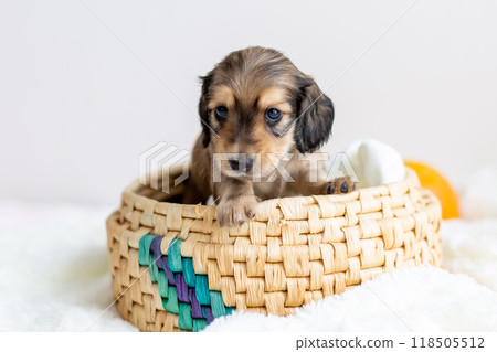 Caninhen 臘腸犬小狗關在籠子裡 Caninhen 臘腸犬小狗關在籠子裡 118505512