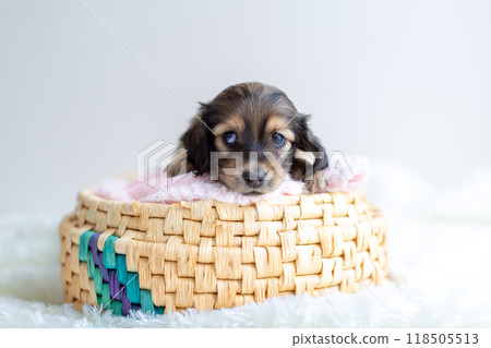 Kaninchen Dachshund puppy in a cage 118505513