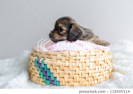 Caninhen 臘腸犬小狗關在籠子裡 Caninhen 臘腸犬小狗關在籠子裡 118505514