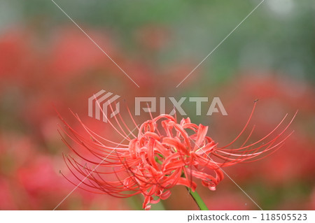 Passion flowers 118505523