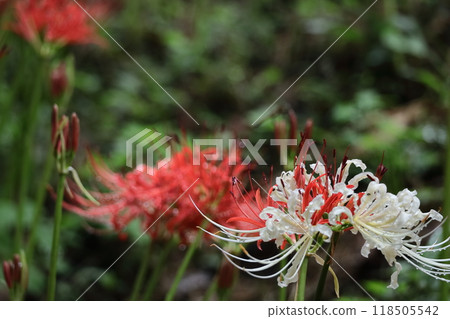 Passion flowers Passion flowers 118505542
