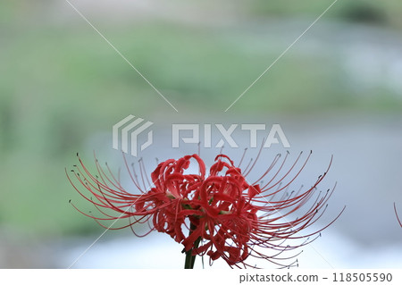 激情花 118505590