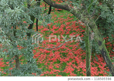 激情花 激情花 118505598