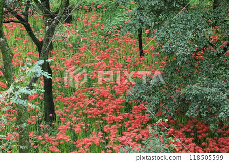 激情花 激情花 118505599