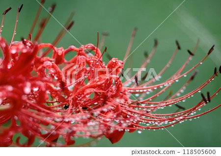 激情花 激情花 118505600