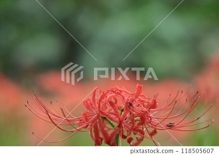 Passion flowers 118505607