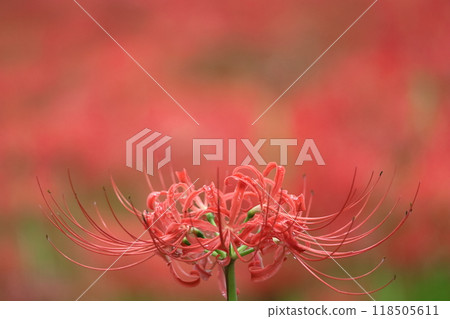 激情花 118505611