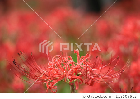 激情花 118505612