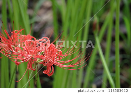 激情花 激情花 118505620
